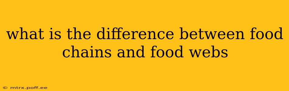 what is the difference between food chains and food webs