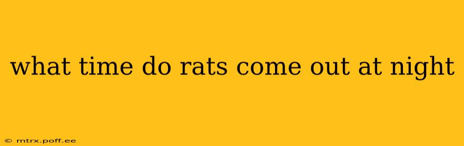 what time do rats come out at night
