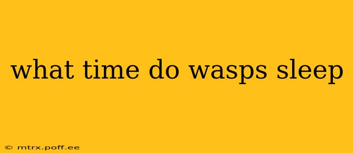 what time do wasps sleep