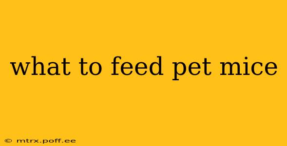 what to feed pet mice