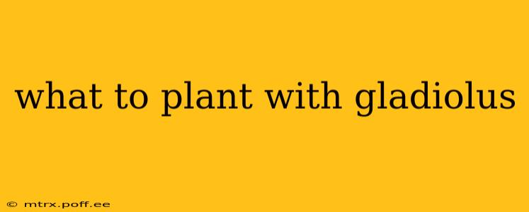 what to plant with gladiolus