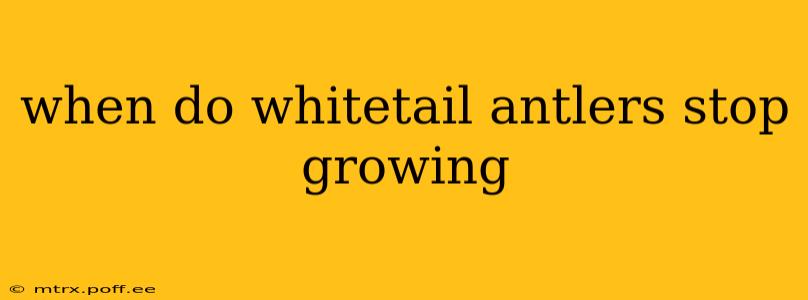 when do whitetail antlers stop growing