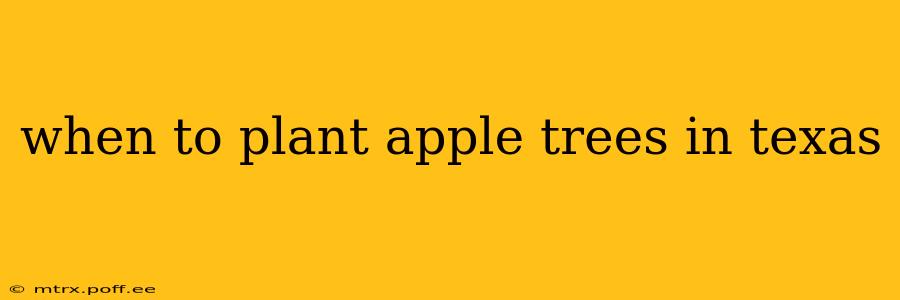 when to plant apple trees in texas