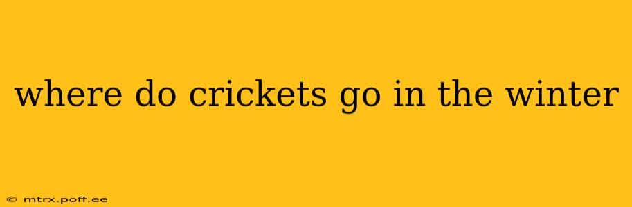 where do crickets go in the winter