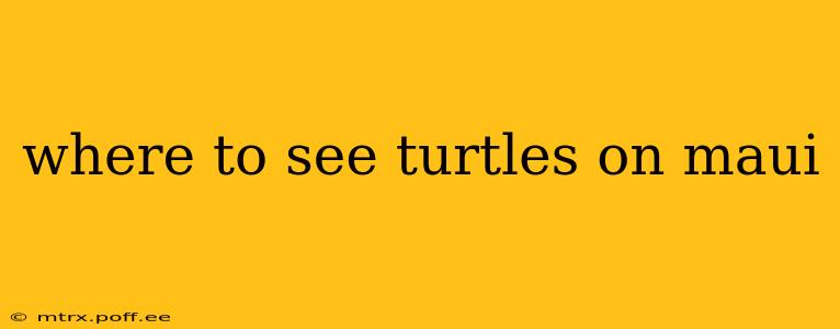 where to see turtles on maui