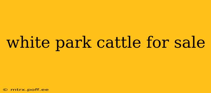 white park cattle for sale