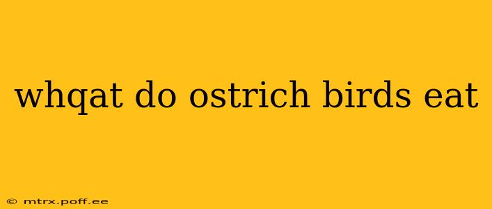 whqat do ostrich birds eat