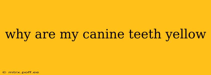 why are my canine teeth yellow