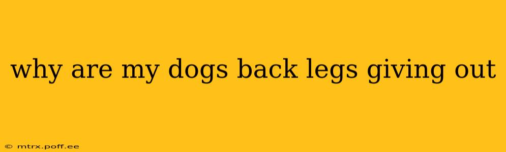why are my dogs back legs giving out