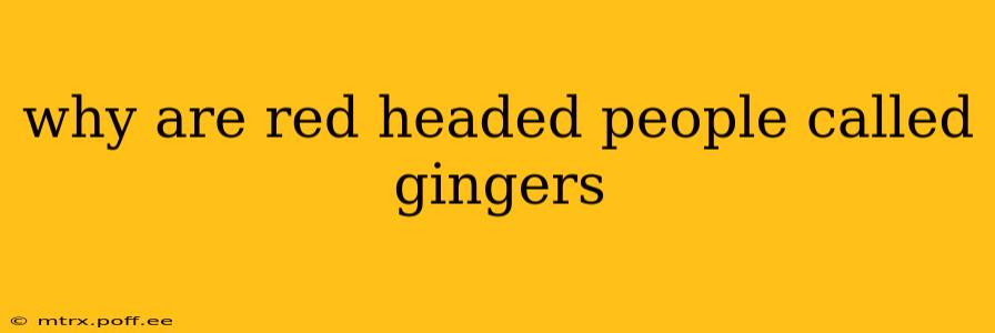 why are red headed people called gingers