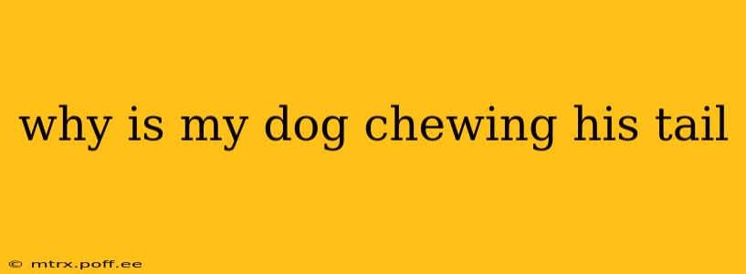 why is my dog chewing his tail