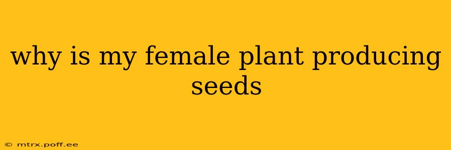 why is my female plant producing seeds