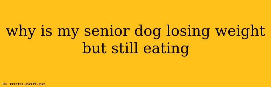 why is my senior dog losing weight but still eating