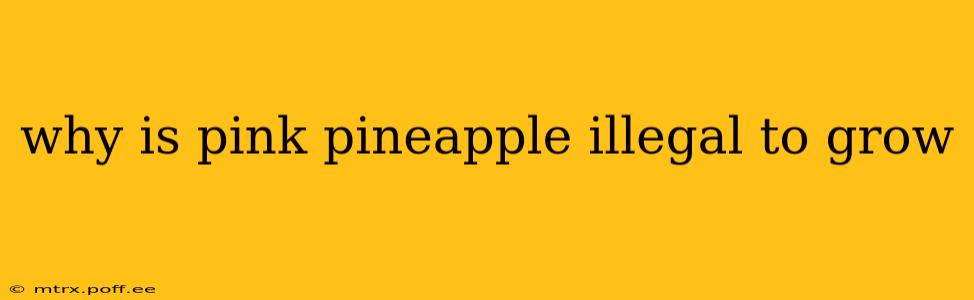 why is pink pineapple illegal to grow