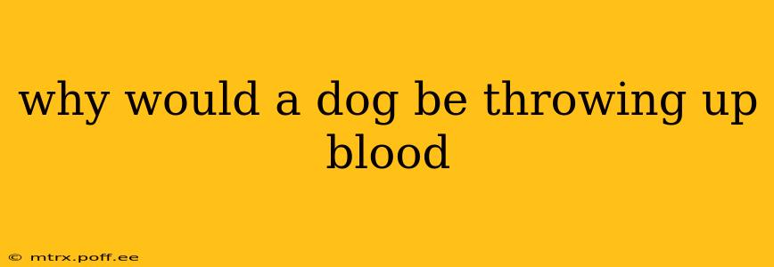 why would a dog be throwing up blood