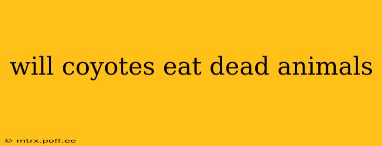 will coyotes eat dead animals