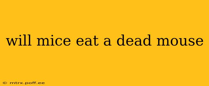 will mice eat a dead mouse