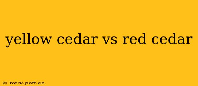 yellow cedar vs red cedar