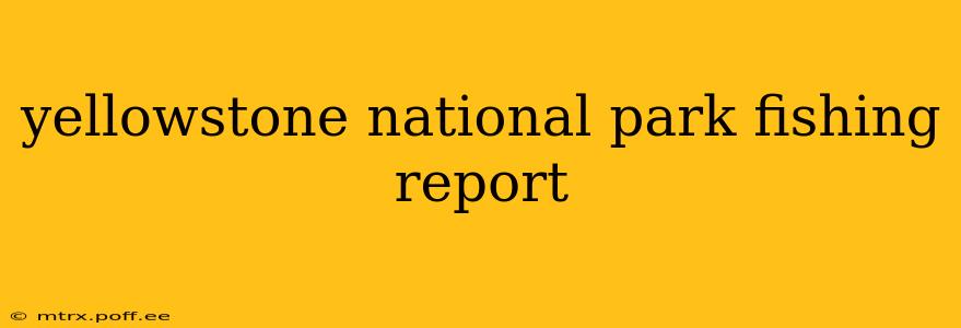 yellowstone national park fishing report